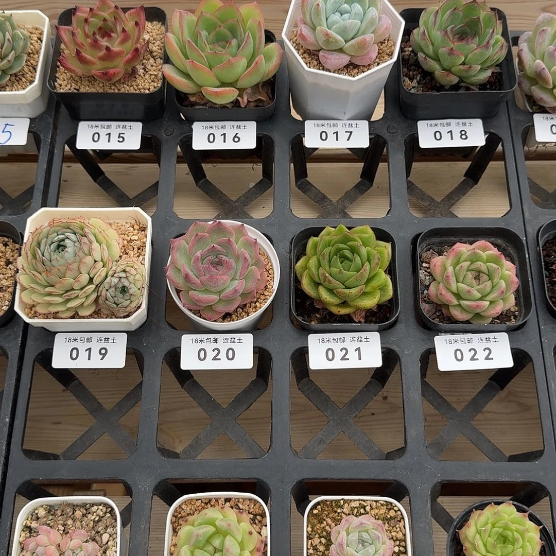 猫***＆喵小猫449补拍宝贝宝贝宝贝吧