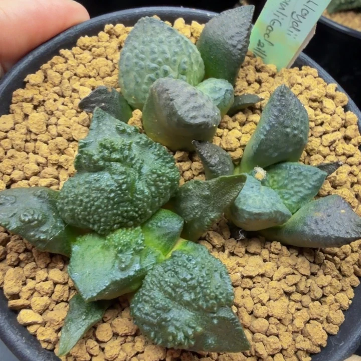 连山哥斯拉外星怒3颗打包