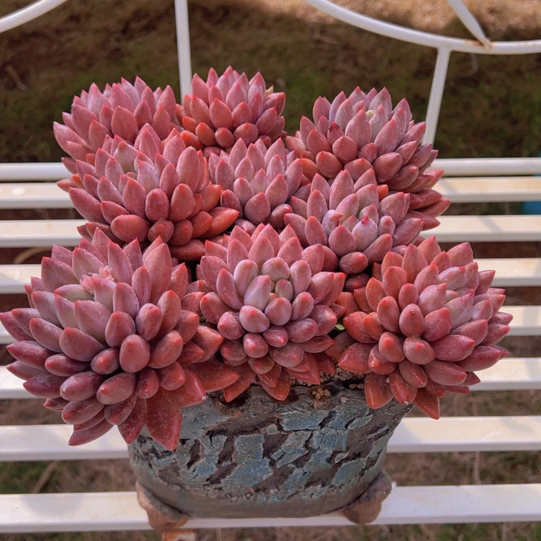 奔***格一物一拍多肉植物