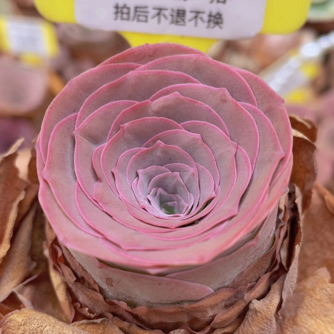 山地玫瑰Z168断枝不包损不售后