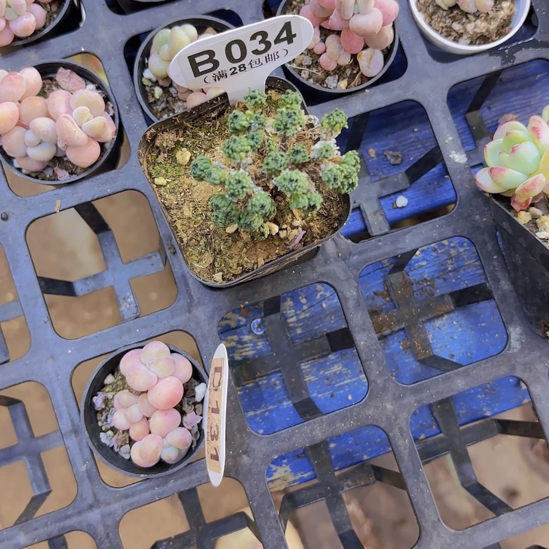 冲****茶D034球松一物一拍