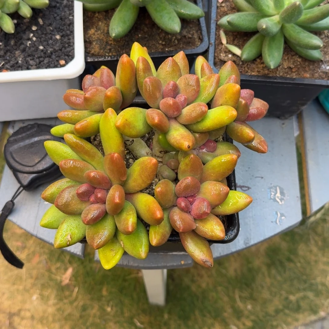 芒果奶一颗竞拍价