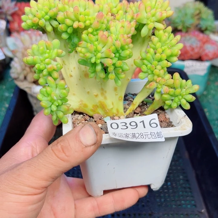 幸运的是我还没遇到你的