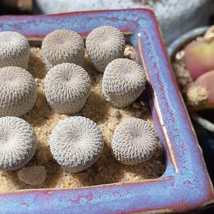 实生月世界一颗。