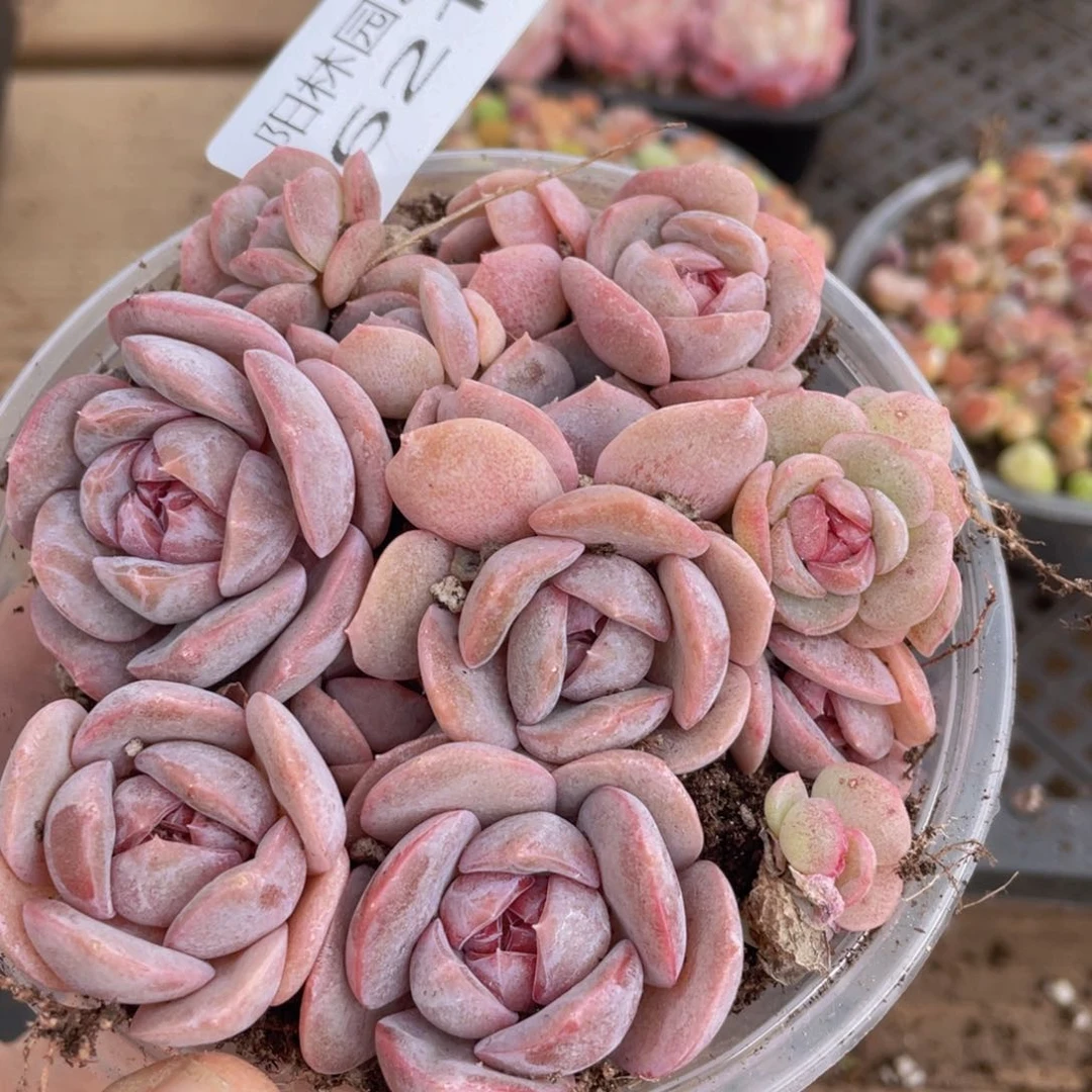 多肉植物多肉植物621