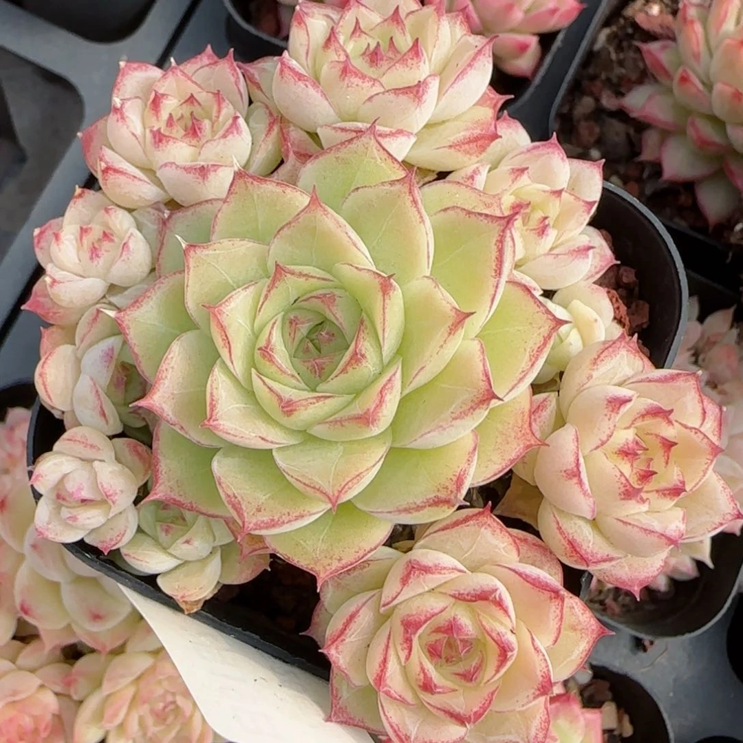 花语逸境0219-212