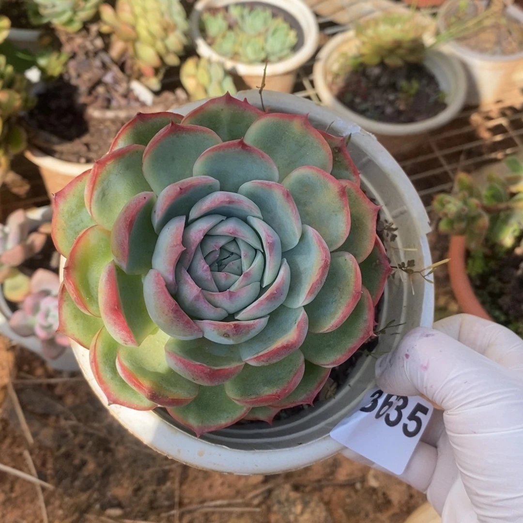 3635侧影单头一物一拍