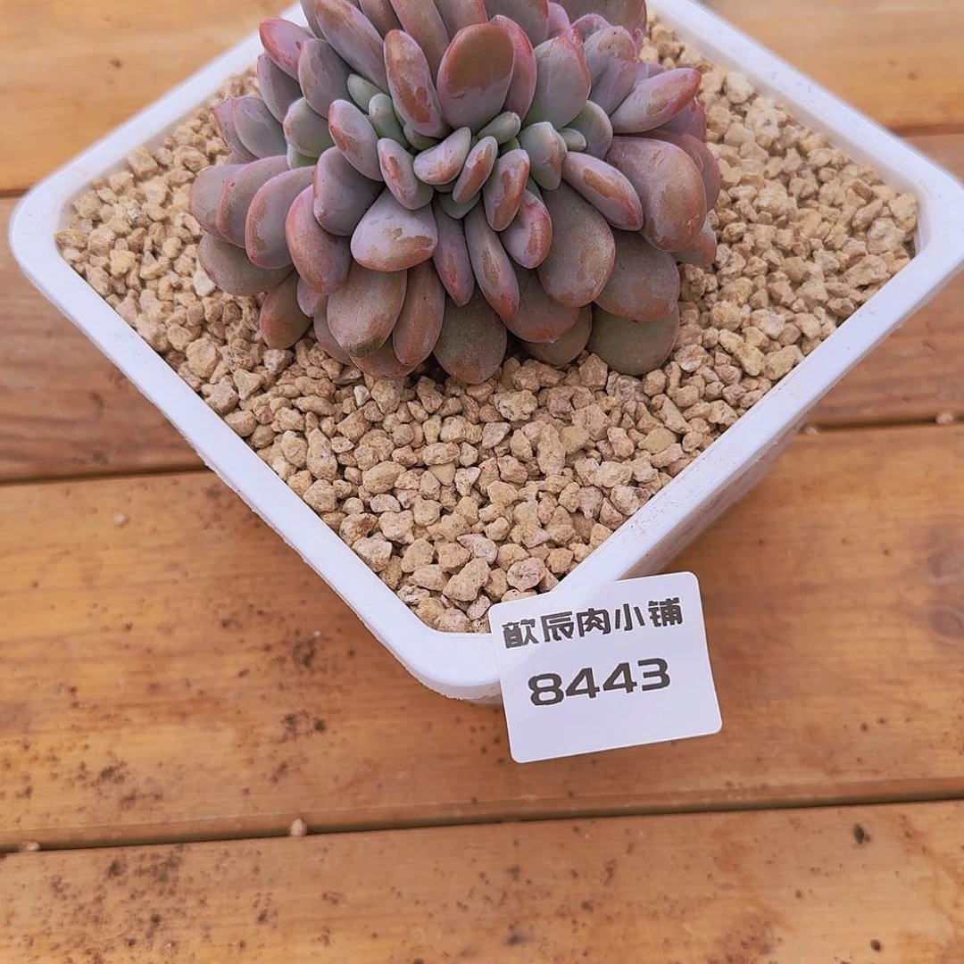 薛*多肉植物粉兔缀8443