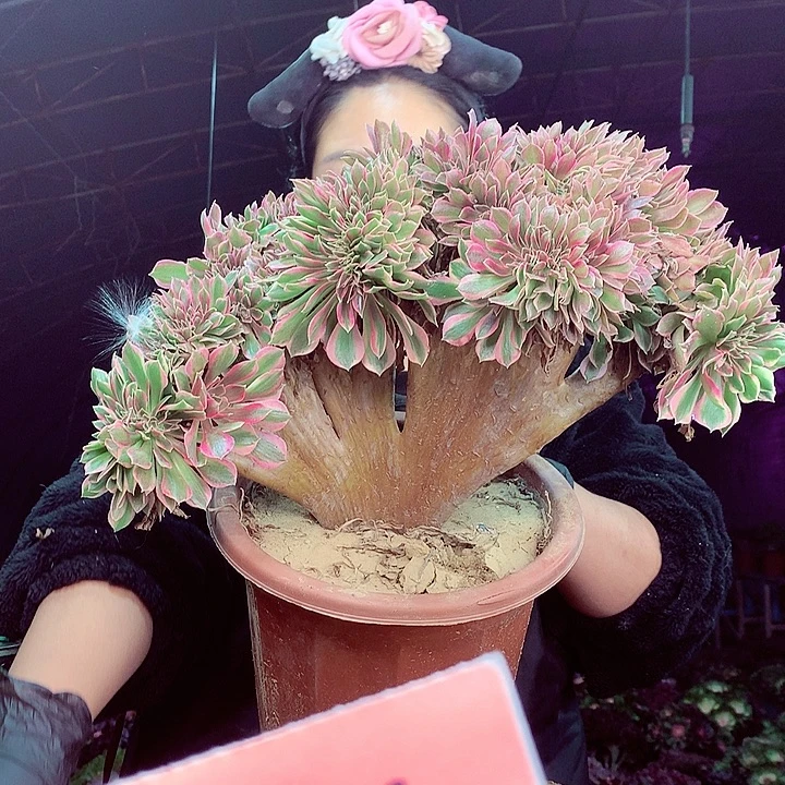 柒柒精品多肉脱土发货不包断侧枝257