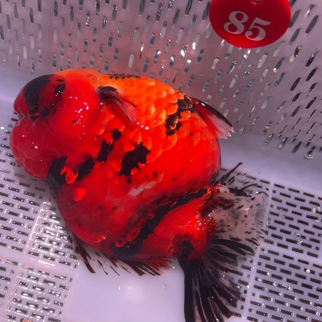 幸***3海水鱼是你自己说出来了么还是怎么