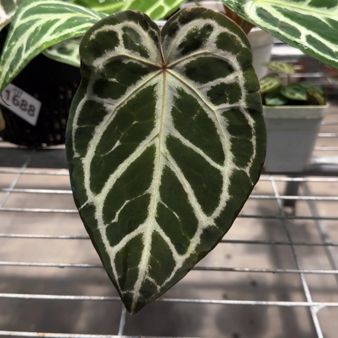 不开花植物1865 红银红