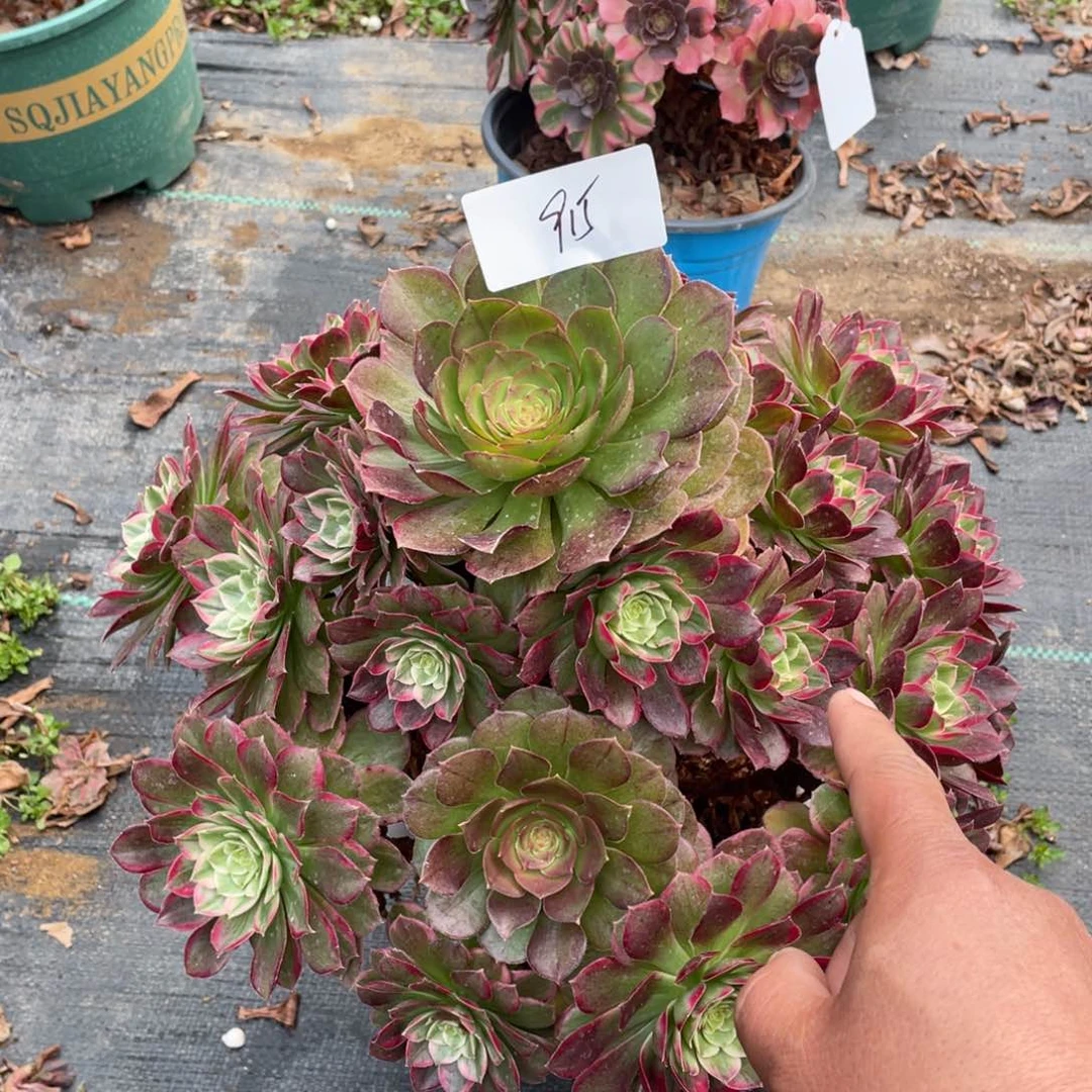 老五多肉915111111