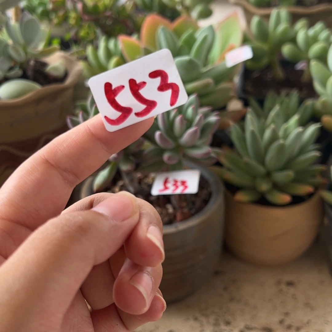 【闪购商品】用****4553。 1111111