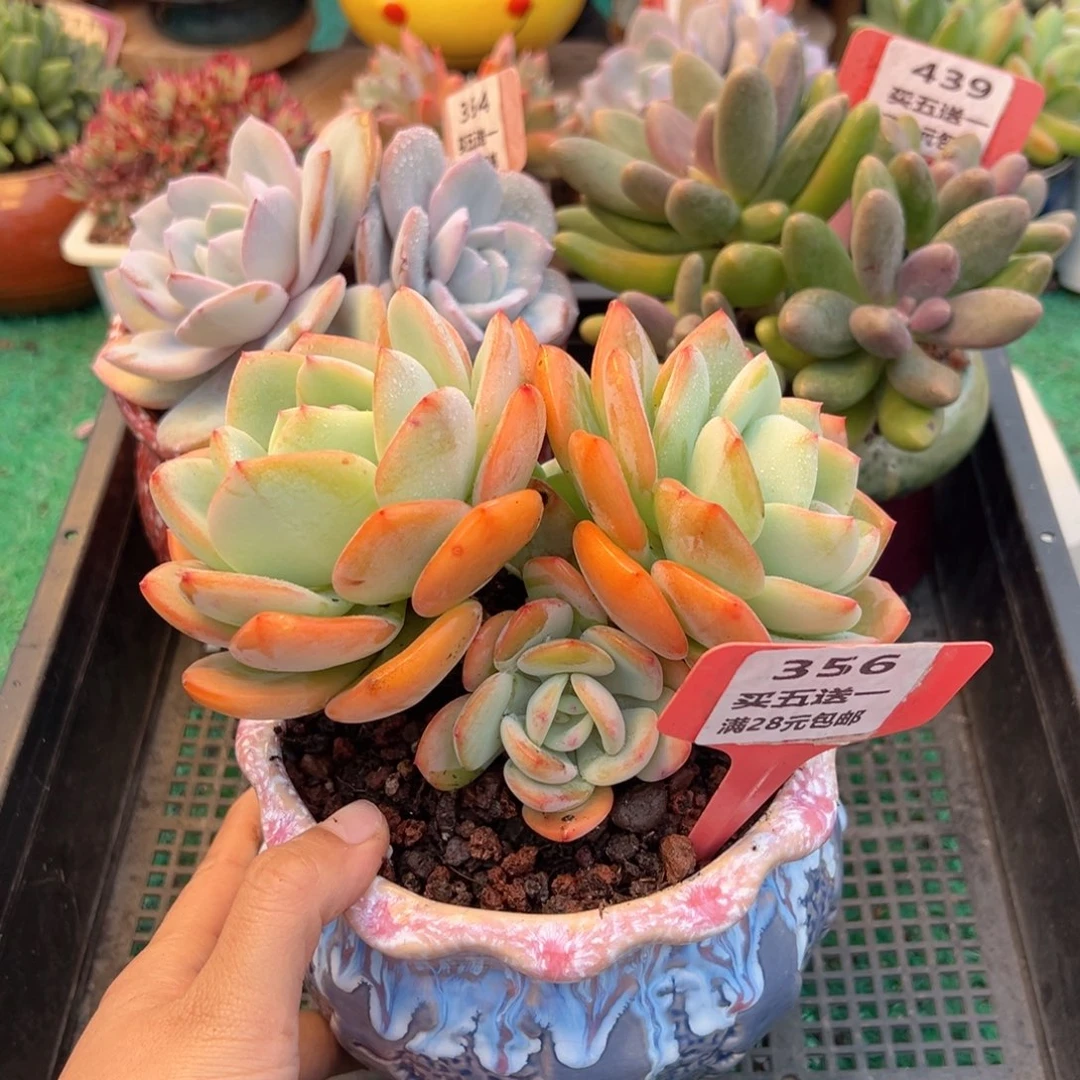 表妹精品多肉植物356.