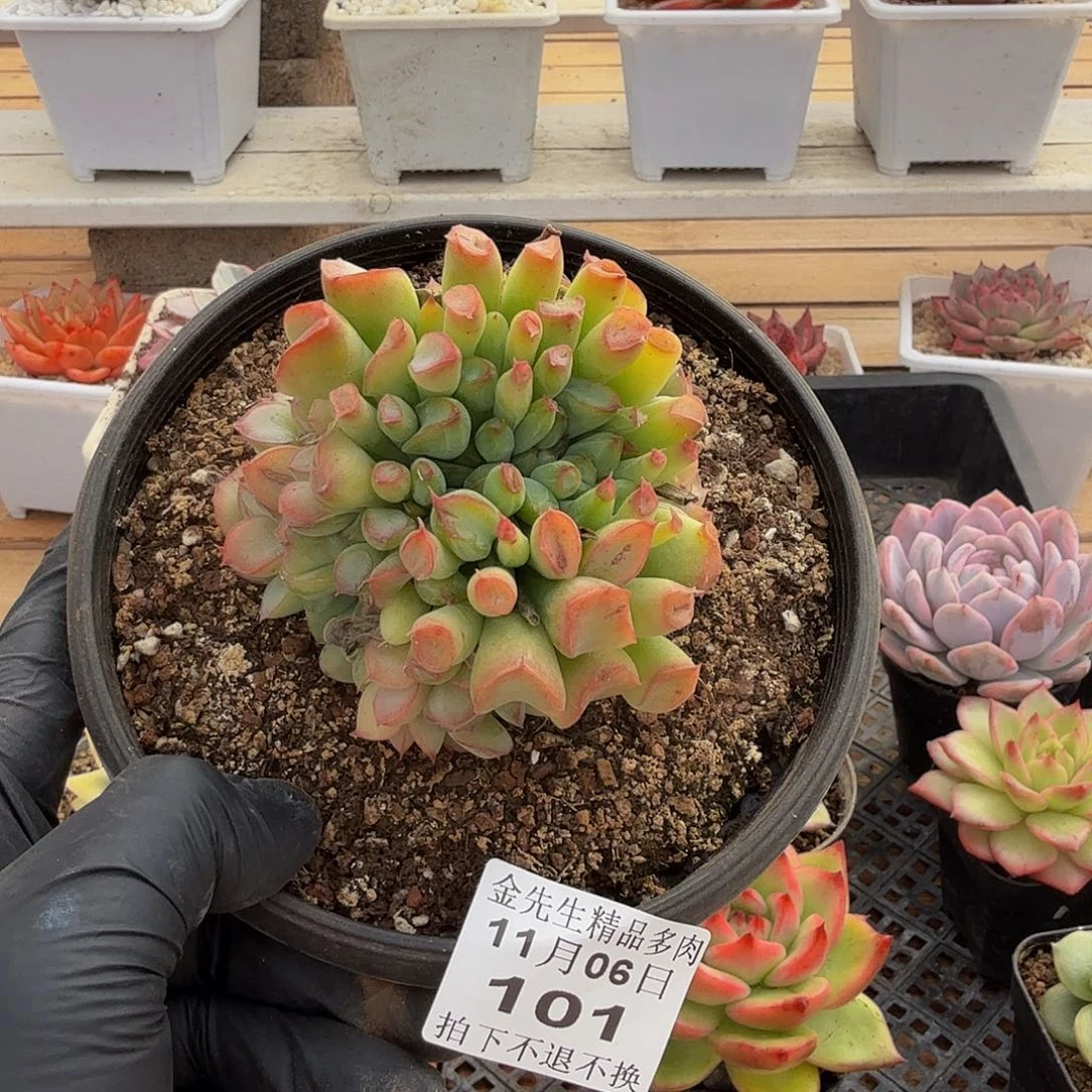 1106-101魔猪群生a