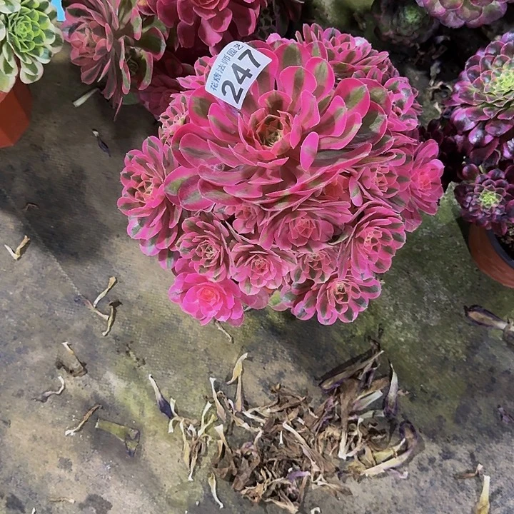 粉女巫247000000000