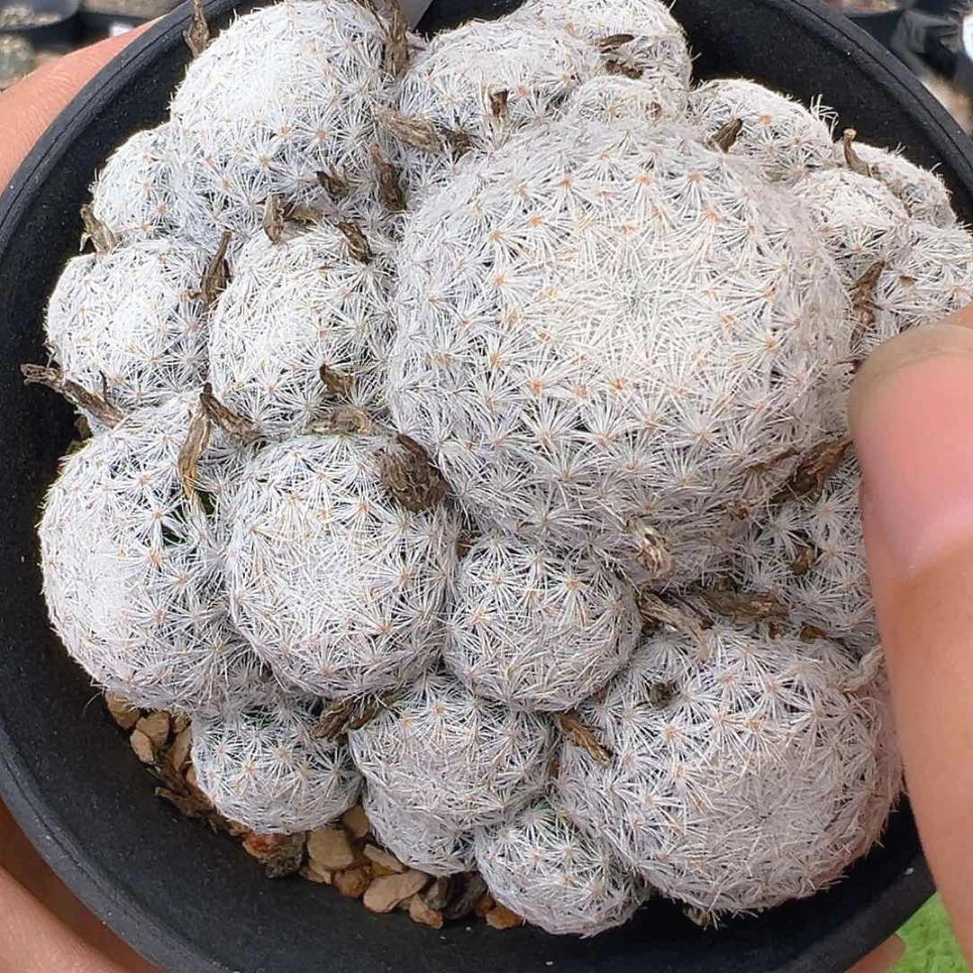 6881春星实生裸根发