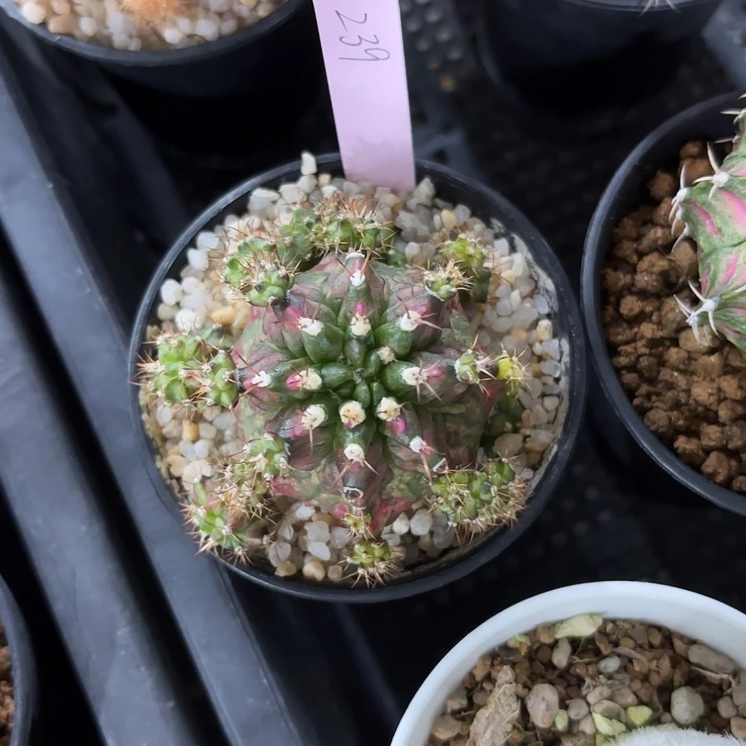 ?***✨泰国米哈239-0216