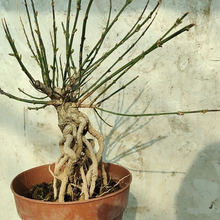 微***雨当前无花朵，栽培后可花朵