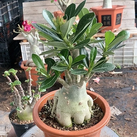 【闪购商品】如**娇绿植