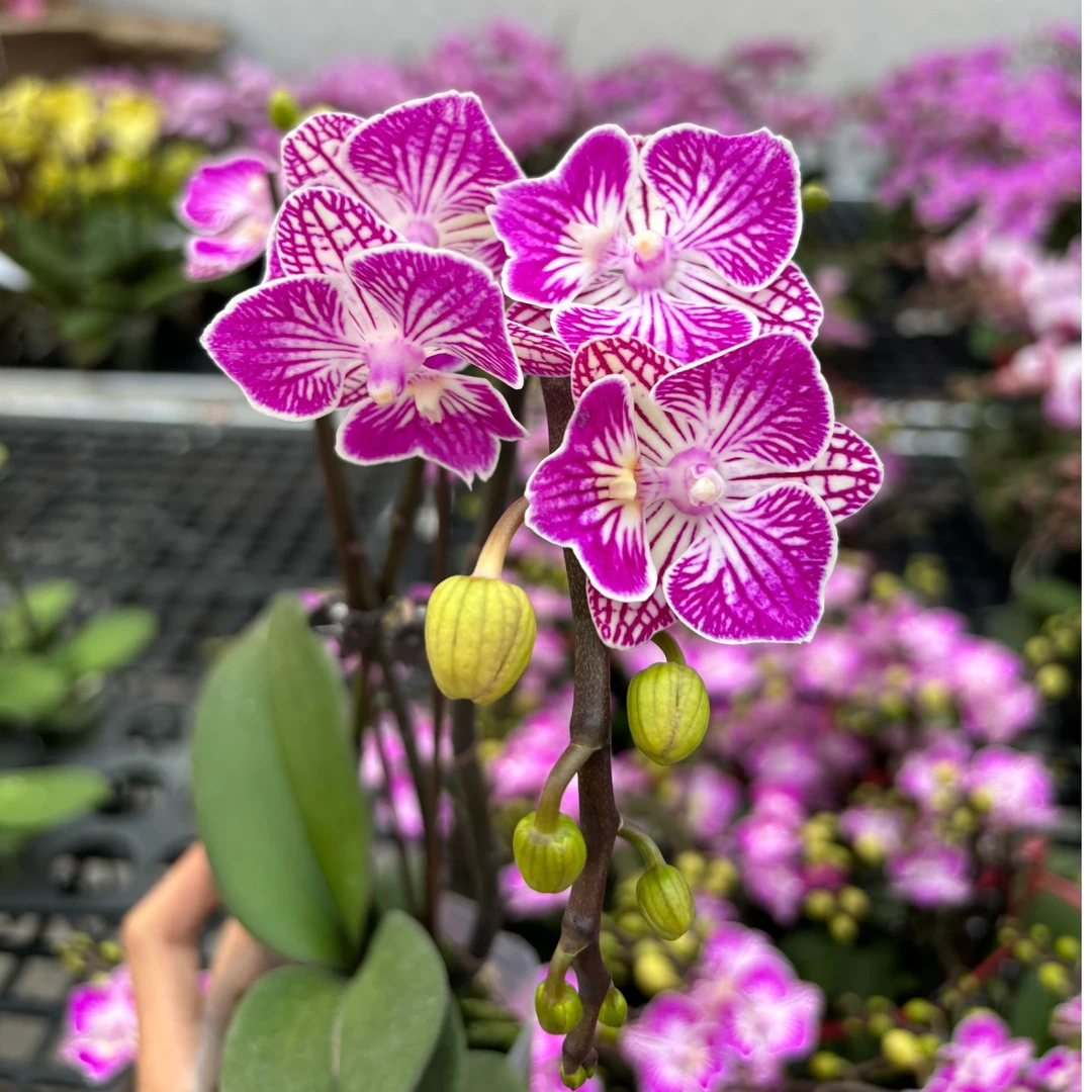 蝴蝶兰【小红裙】广东源头基地直发带花带花苞发货