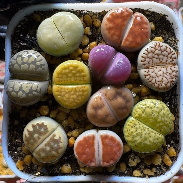 生石花1111111。   135