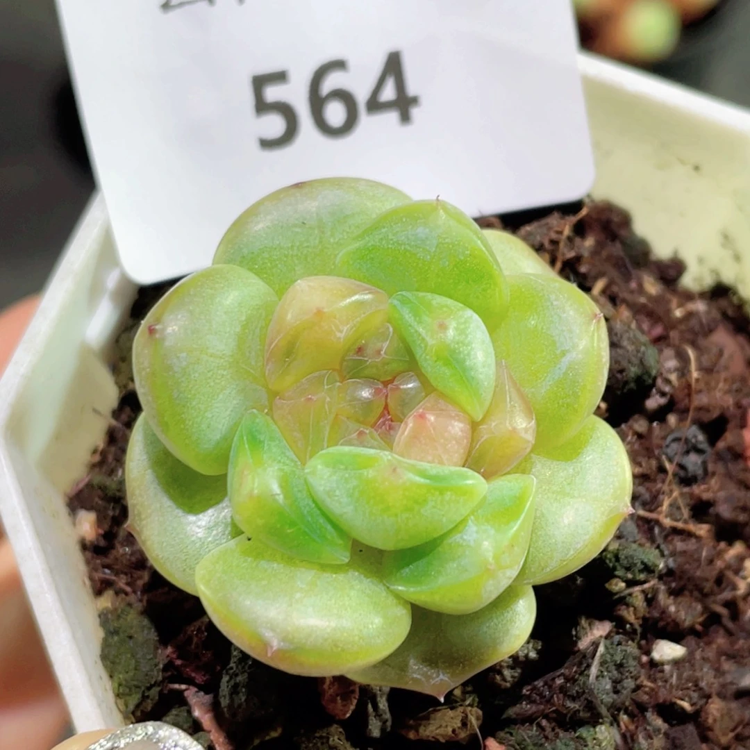 564号糖心冰心珍妮 编号56