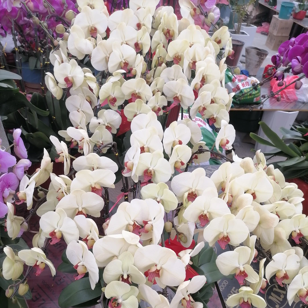 【兴运花卉】蝴蝶兰（九五至尊）（十只 瓷盆）