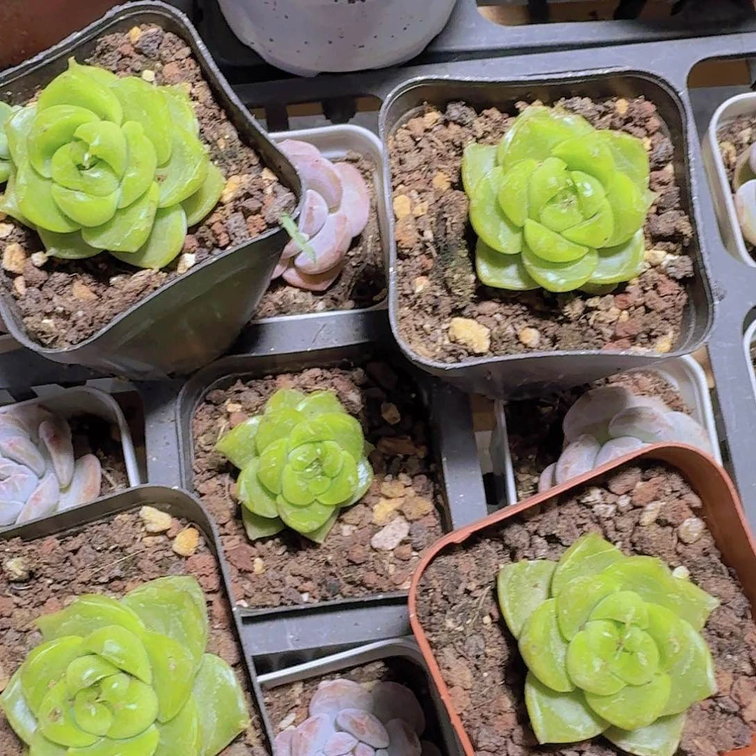 翡翠珍妮多肉植物