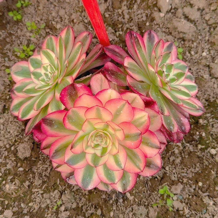 5-131荔枝多肉法师