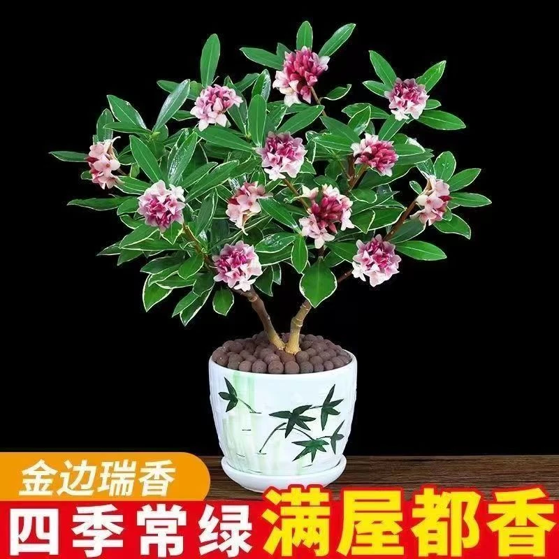 新品金边瑞香盆栽耐寒浓香型室内观花四季客厅开花盆景植物花卉