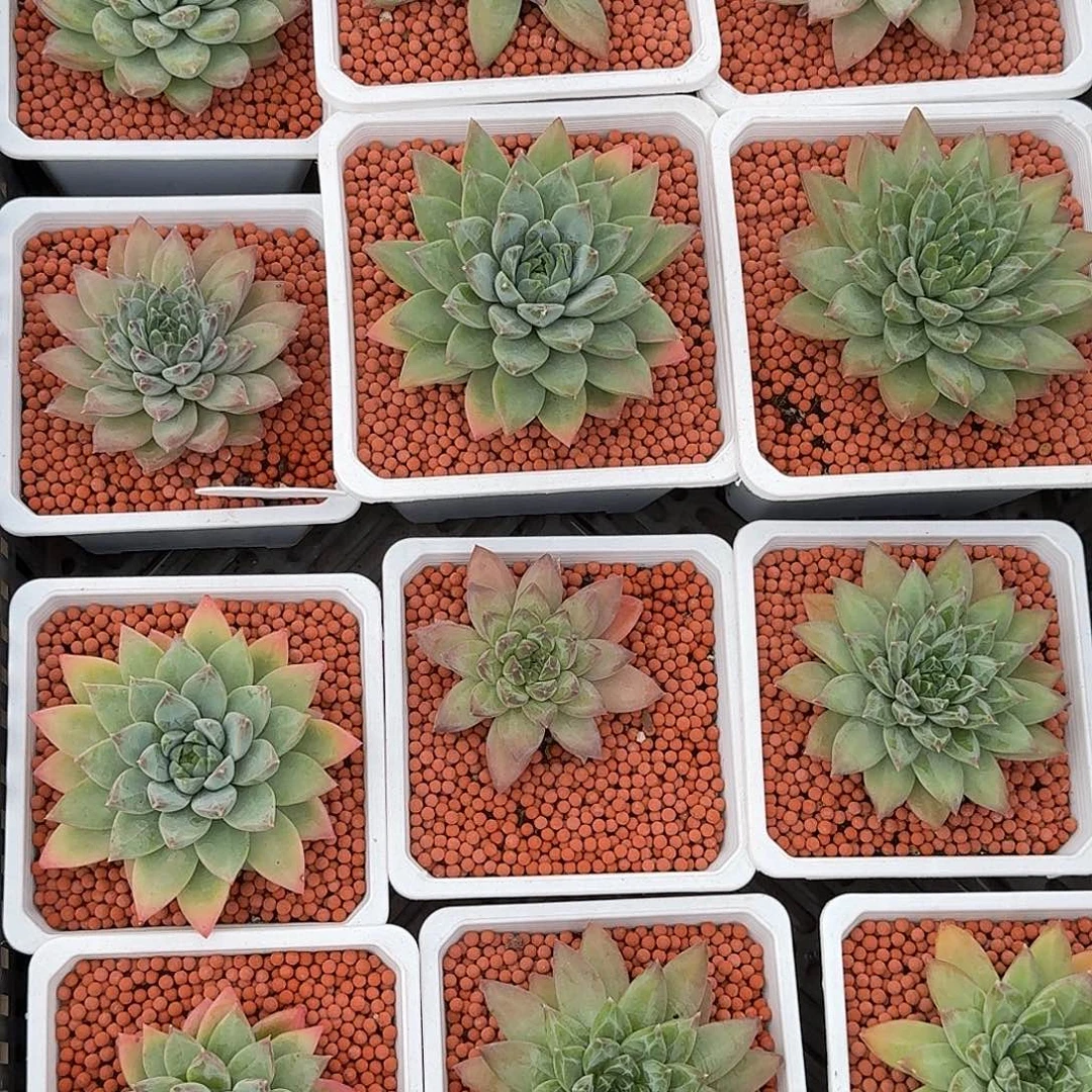 美人单头多肉植物