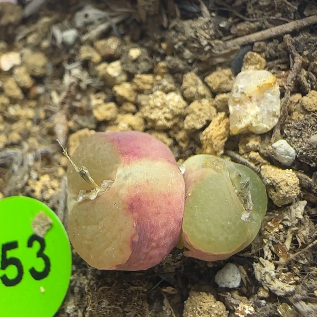 雪茄双头多肉植物253