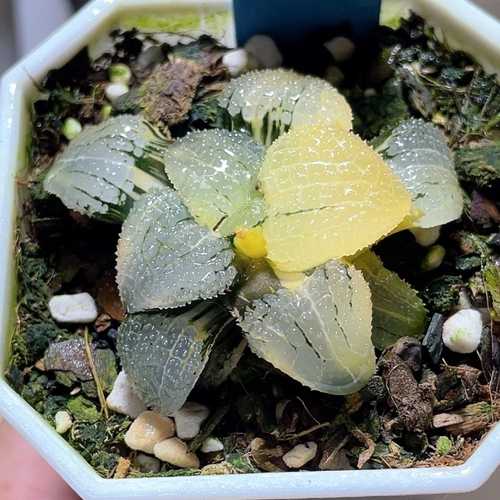 975完美天空之镜锦一物