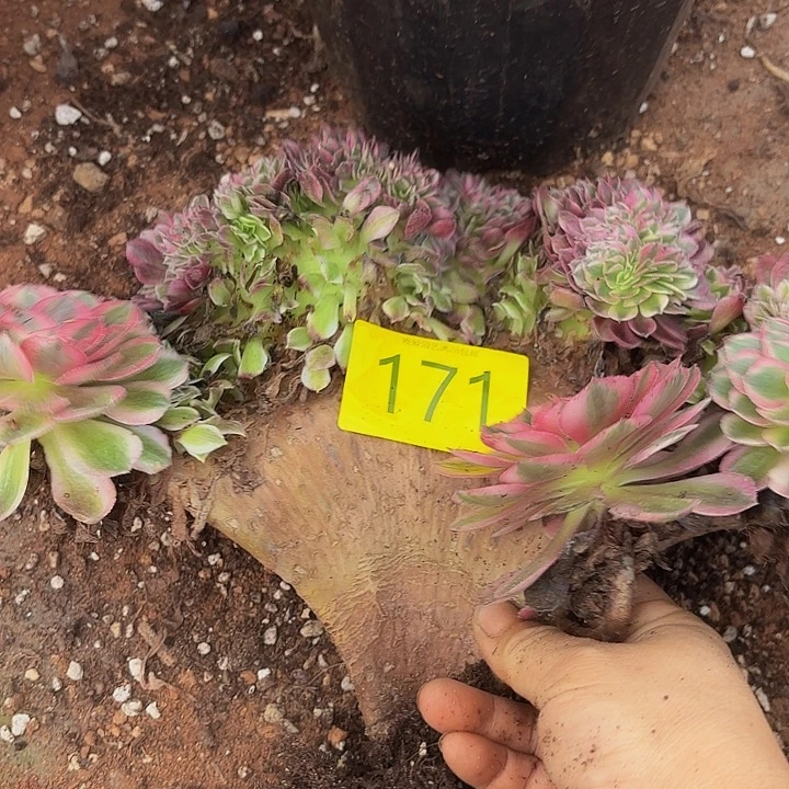 多肉植物福利171号