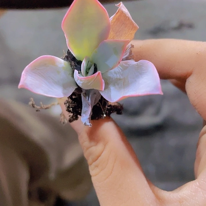 7精品广寒宫一颗