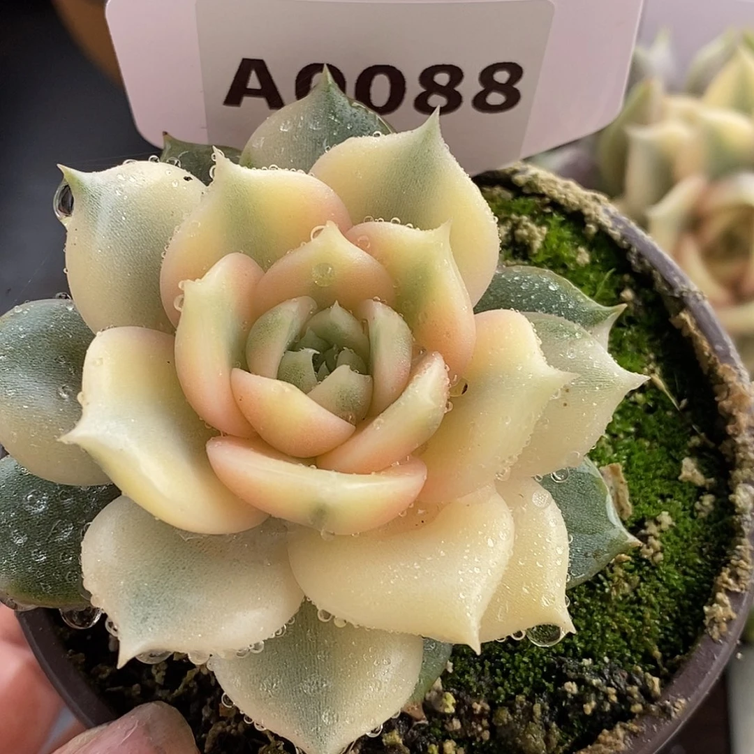 88贝加尔湖哈哈哈哈