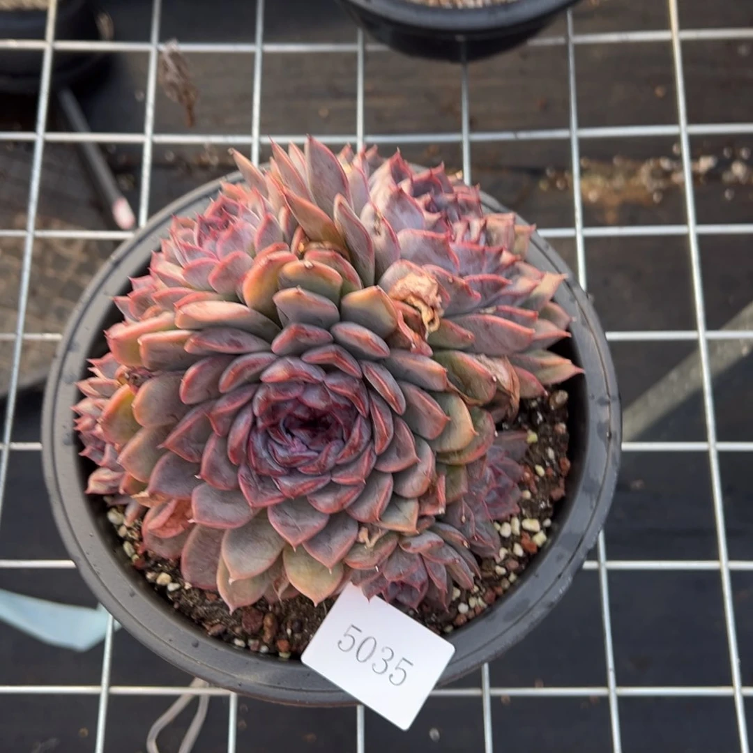 余*5035肉肉肉肉肉肉肉肉