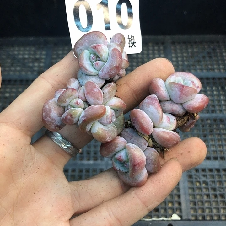 星影石榴籽福利出咯 010