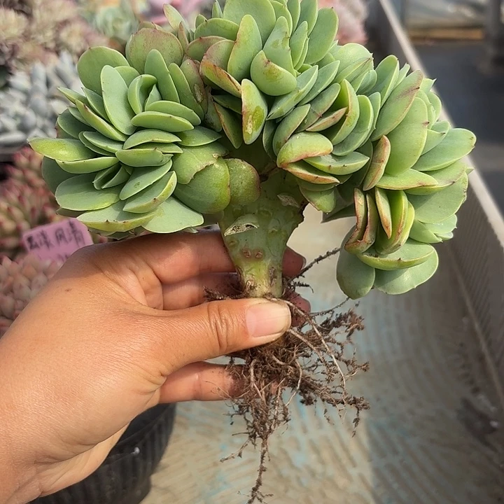 鸡蛋碧桃鸡腿板树缀