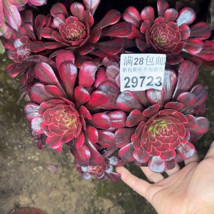 29723红胭脂多肉植物