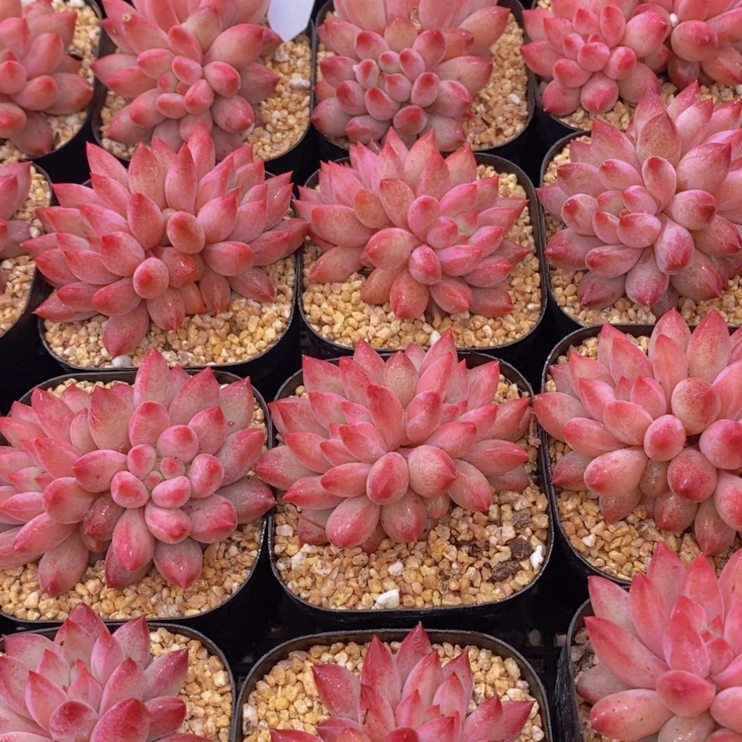 D713～双头虞美人