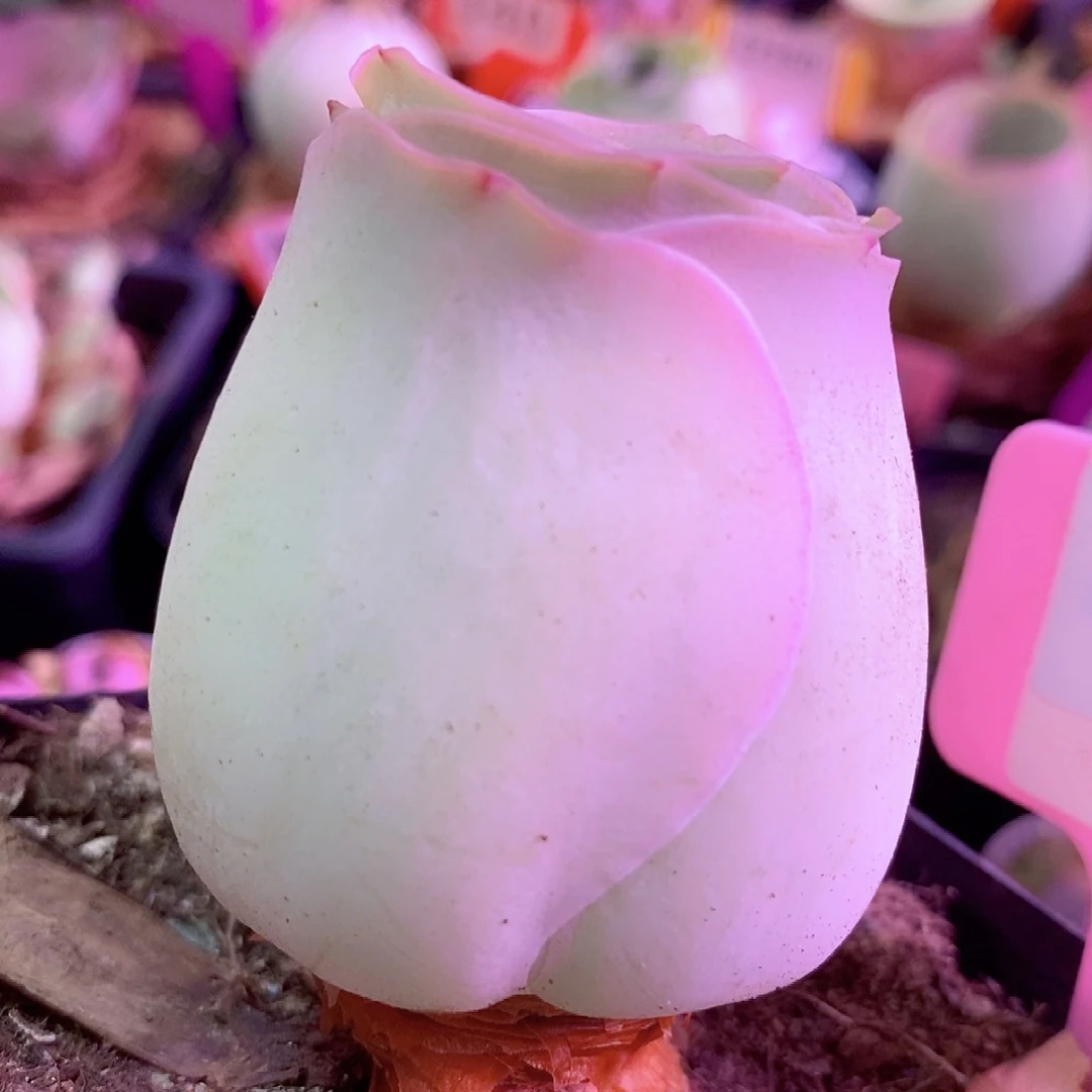 山地玫瑰一物一拍274sx