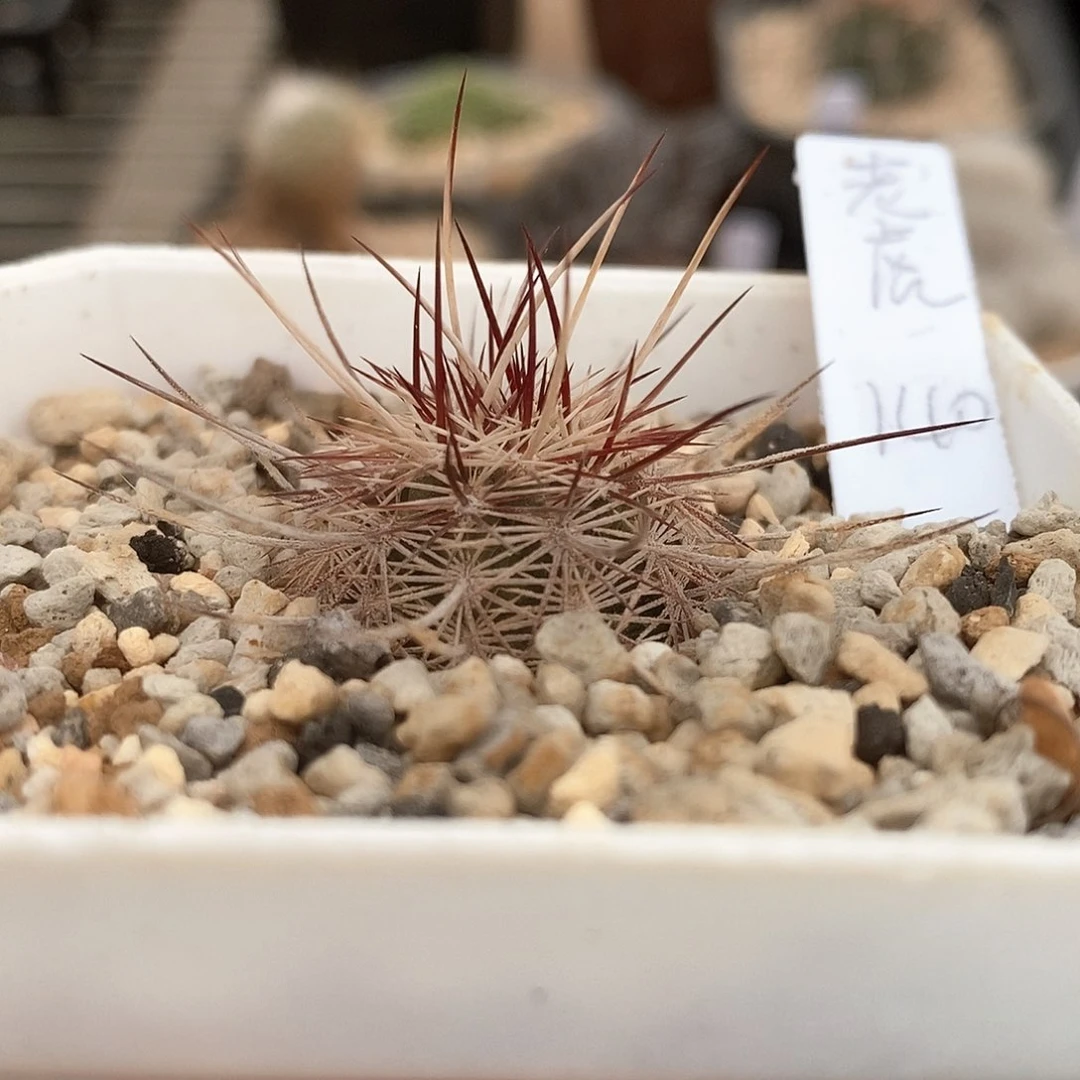 老*哥土土花花花花花花花花花花