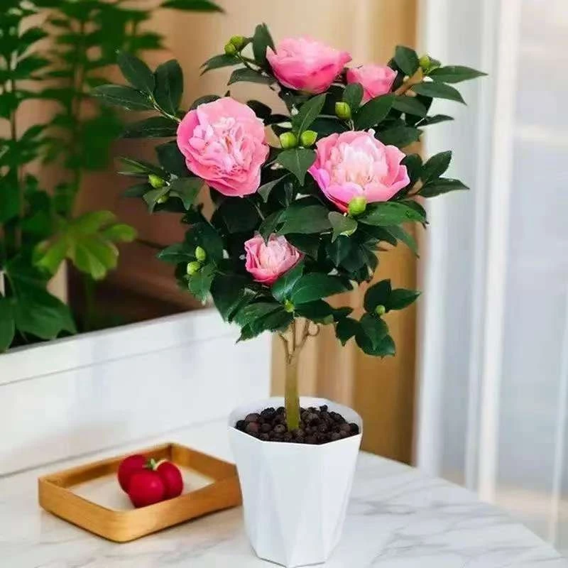 【带花苞浓香型】香妃茶花盆栽室内外好养耐寒耐热四季常青绿植