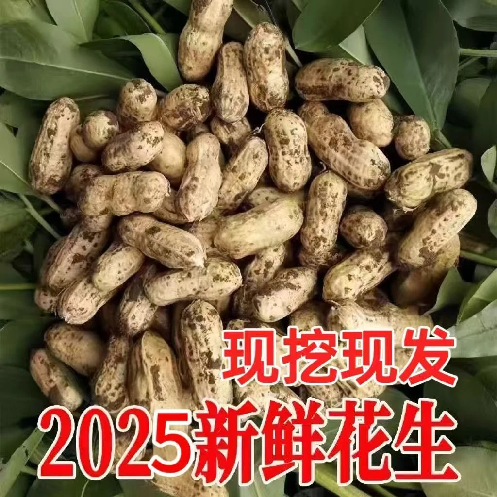 x新鲜现挖带壳粉皮湿花生颗粒饱满河南省农家自种可做凉拌菜油炸