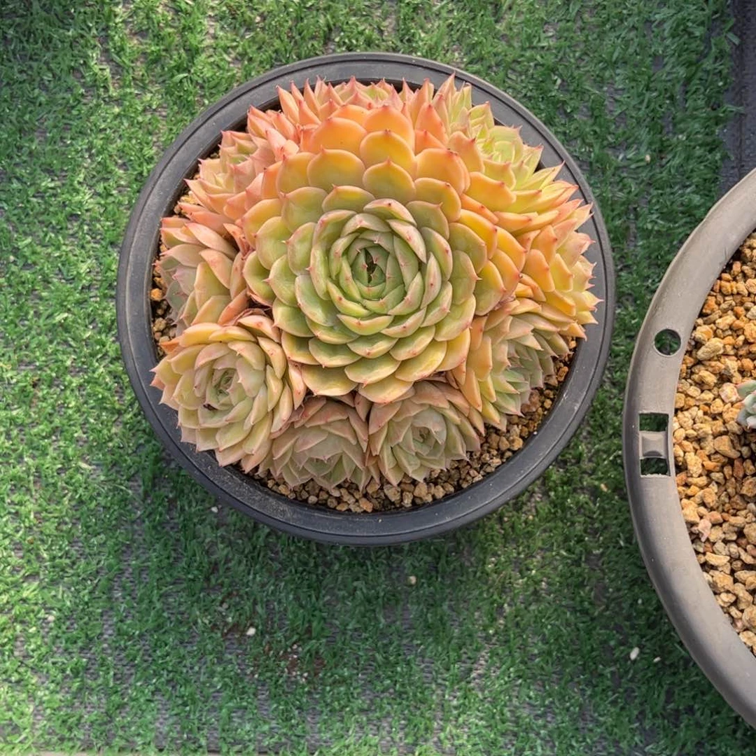 @*心昂斯诺手盆一物一拍