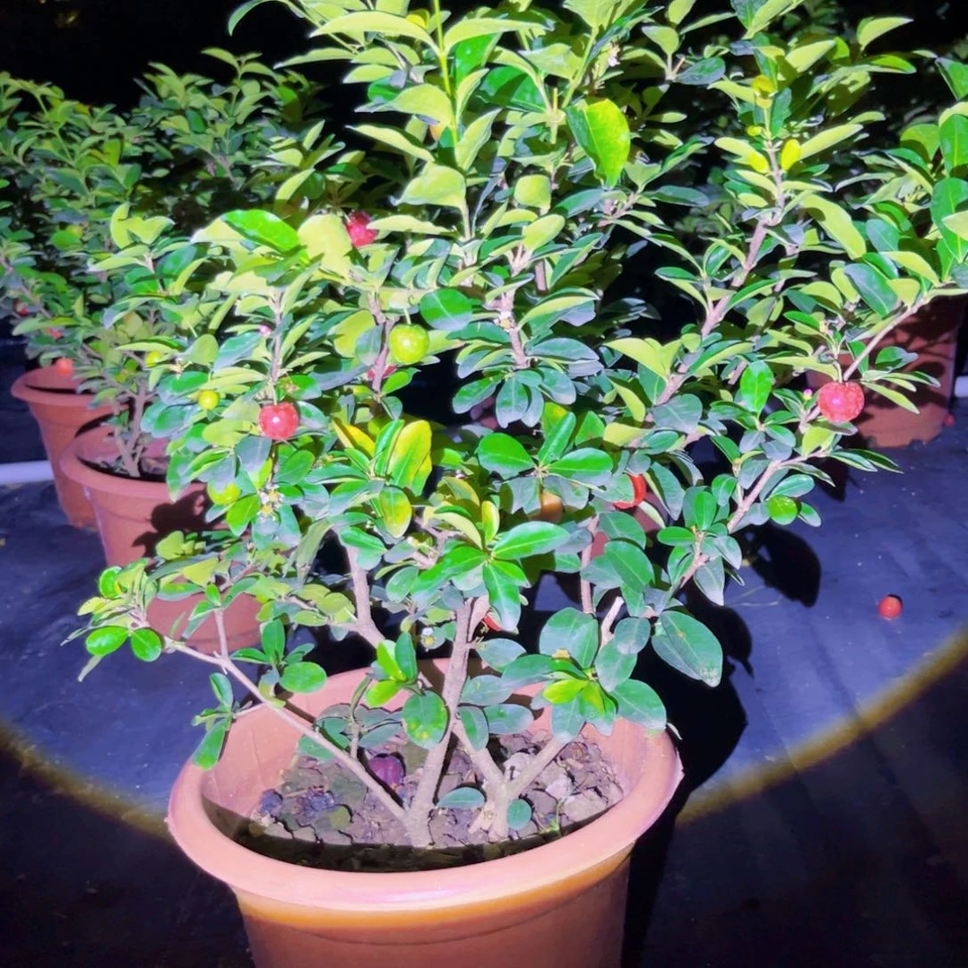 鸟**香谢哥23232222222222