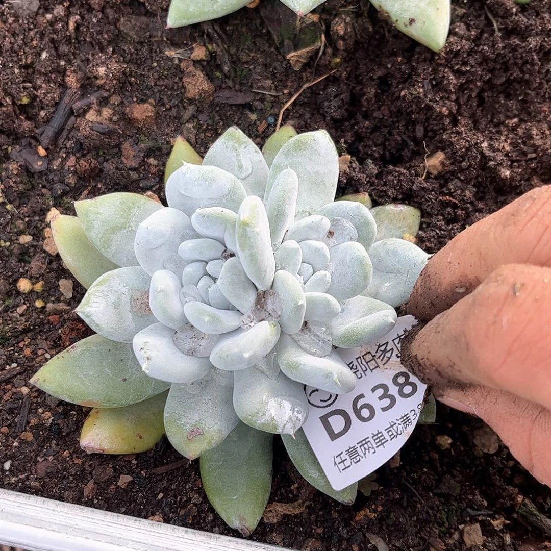 路*6380帕翠啥仙女杯多肉