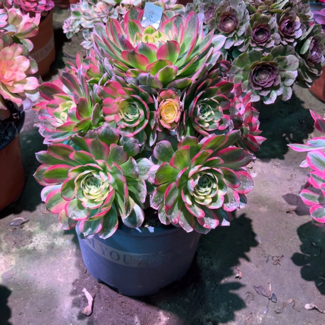 多肉植物海王904